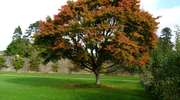 Zmiany w ochronie drzew i krzewów związane z wycinką