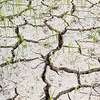 Zgłoś wojewodzie straty związane z suszą