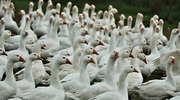 Komunikat Powiatowego Lekarza Weterynarii w Malborku o możliwości wystąpienia ptasiej grypy