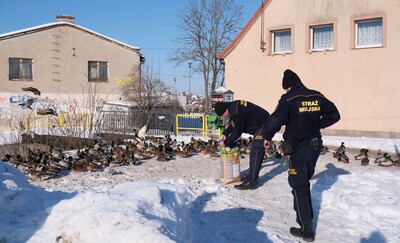 Zima to trudny czas dla ptaków – pamiętajmy o nich!